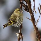 Besuch im Garten