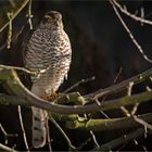 Besuch im Garten   . . .