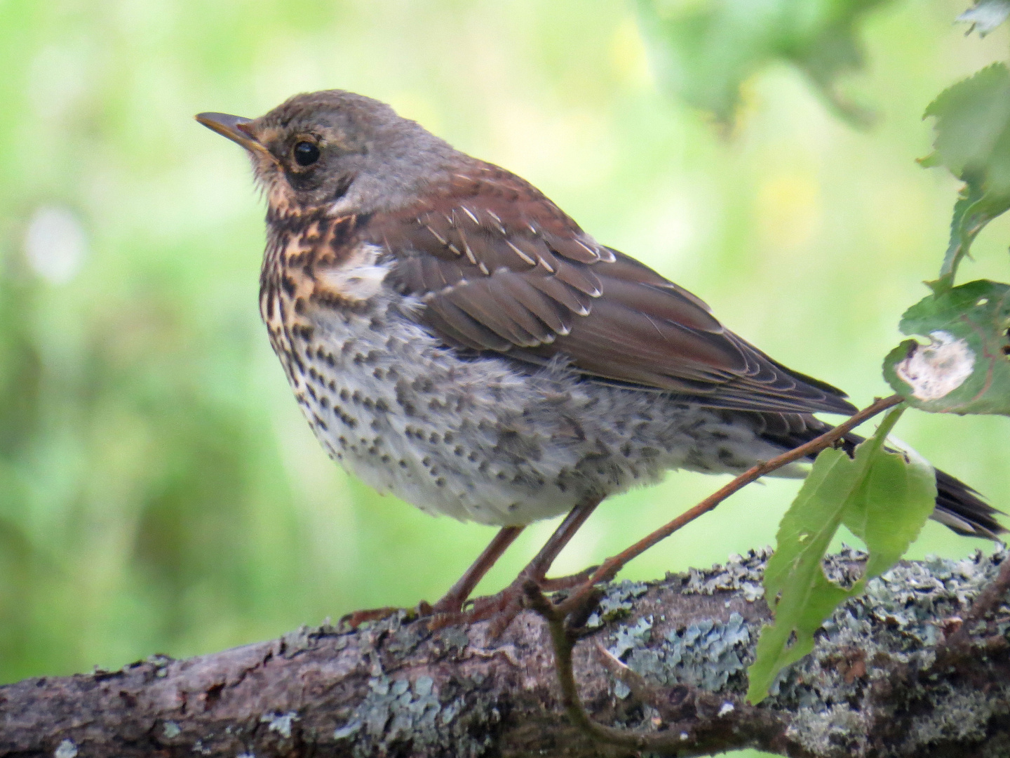 Besuch im Garten 3............ warten auf die nächste Fütterung.........