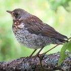 Besuch im Garten 3............ warten auf die nächste Fütterung.........