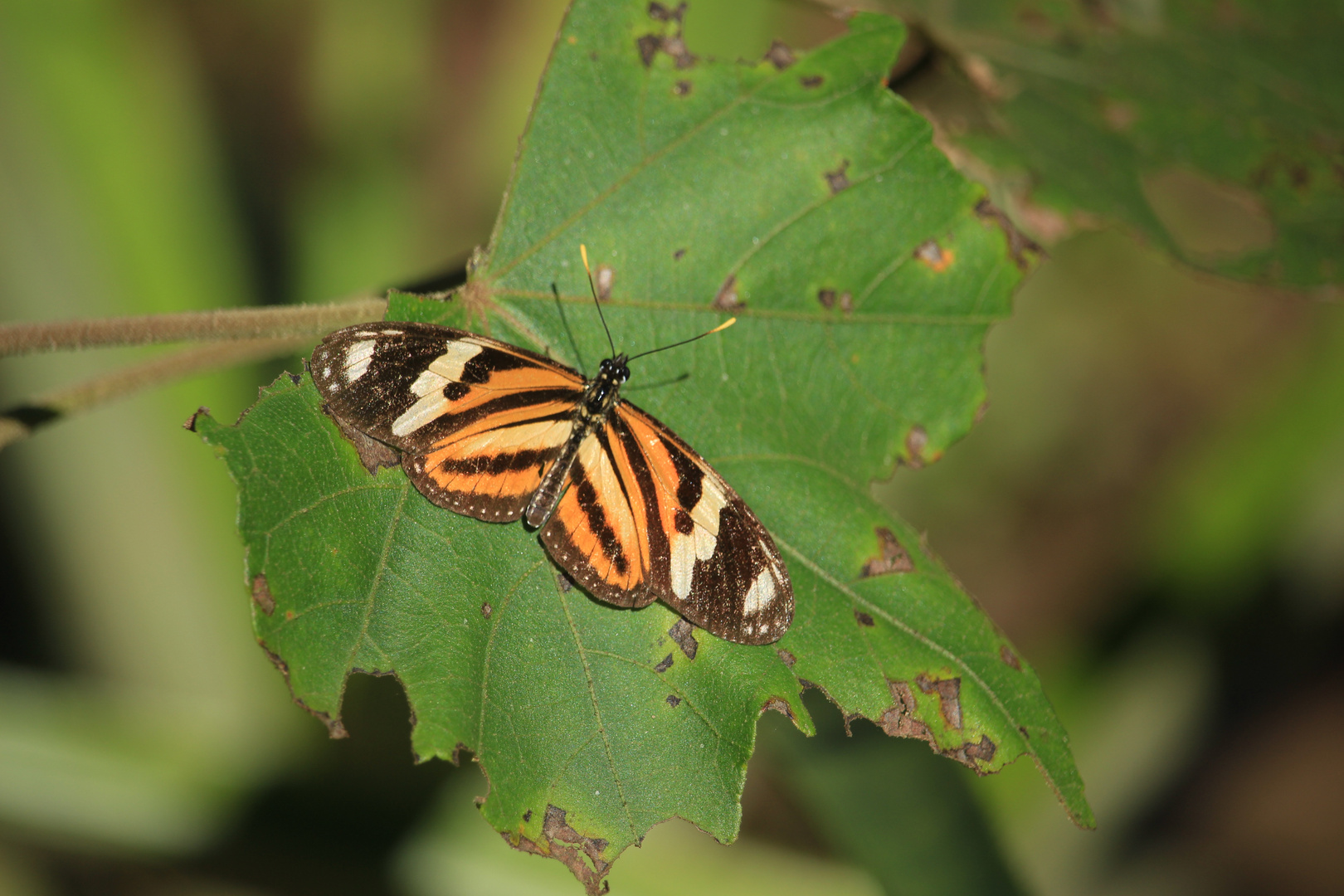 Besuch im Garten 