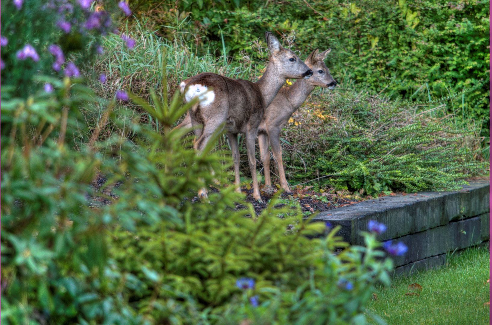 Besuch im Garten ....