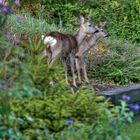 Besuch im Garten ....