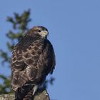 Besuch im Garten