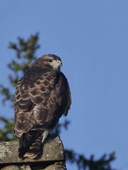 Besuch im Garten