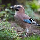 Besuch im Garten