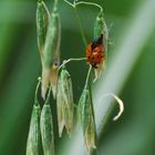 Besuch im Garten