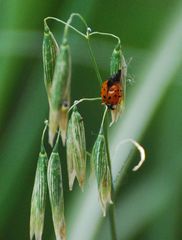 Besuch im Garten