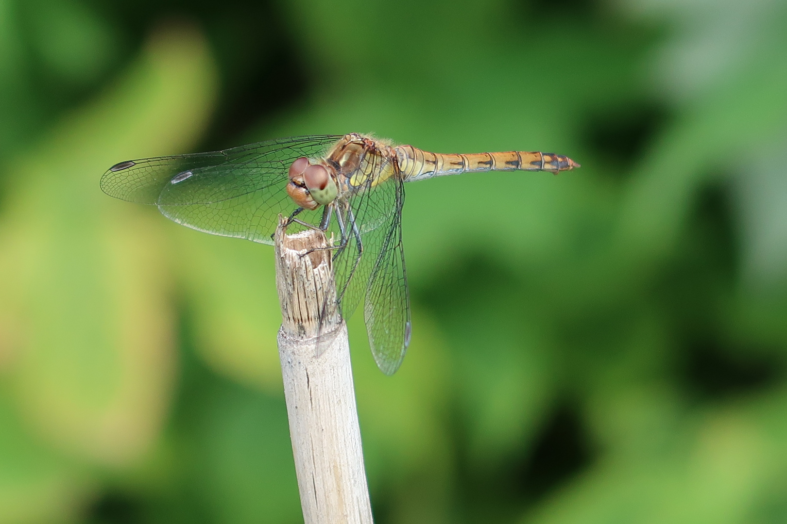 Besuch im Garten