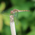 Besuch im Garten