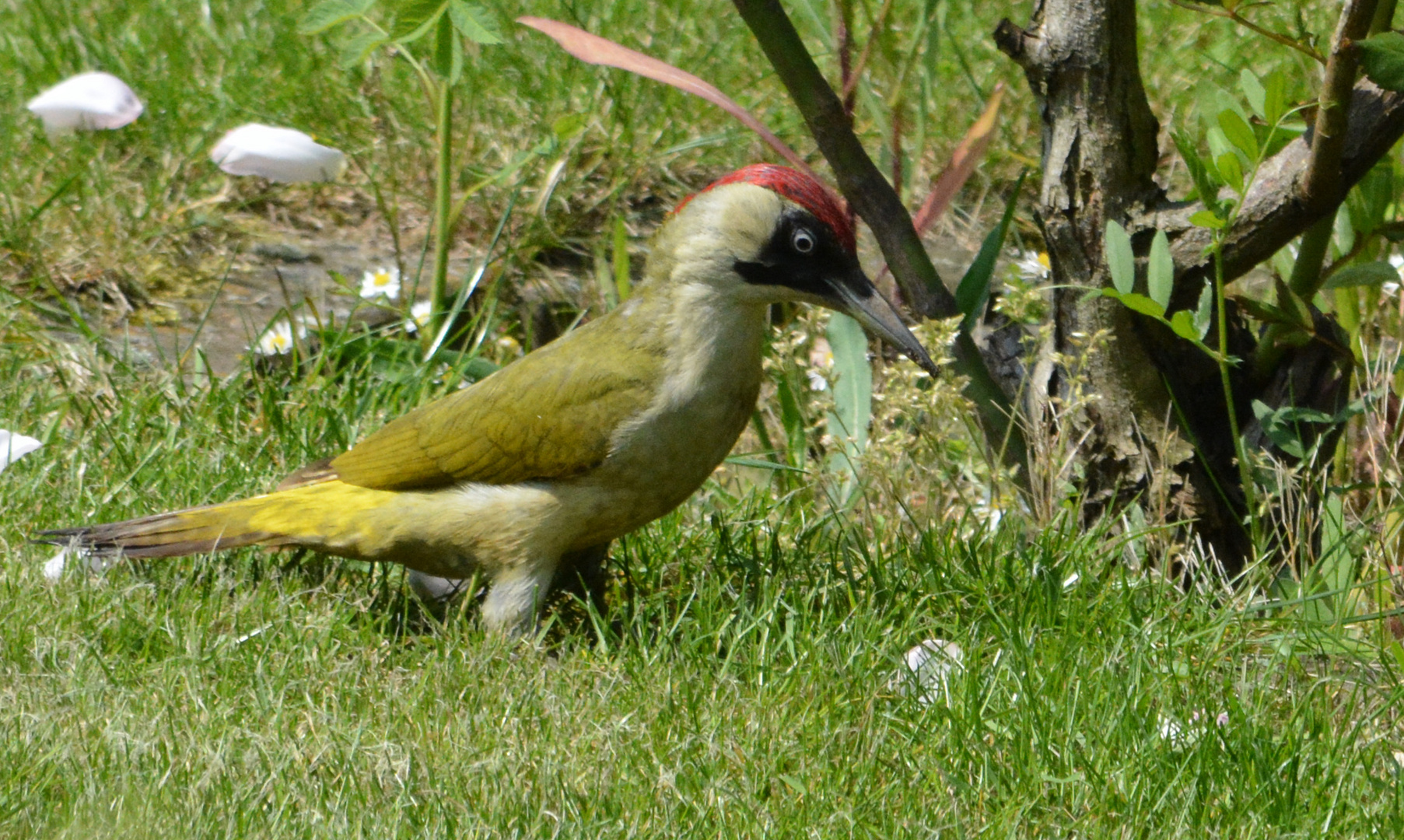 Besuch im Garten