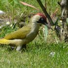 Besuch im Garten