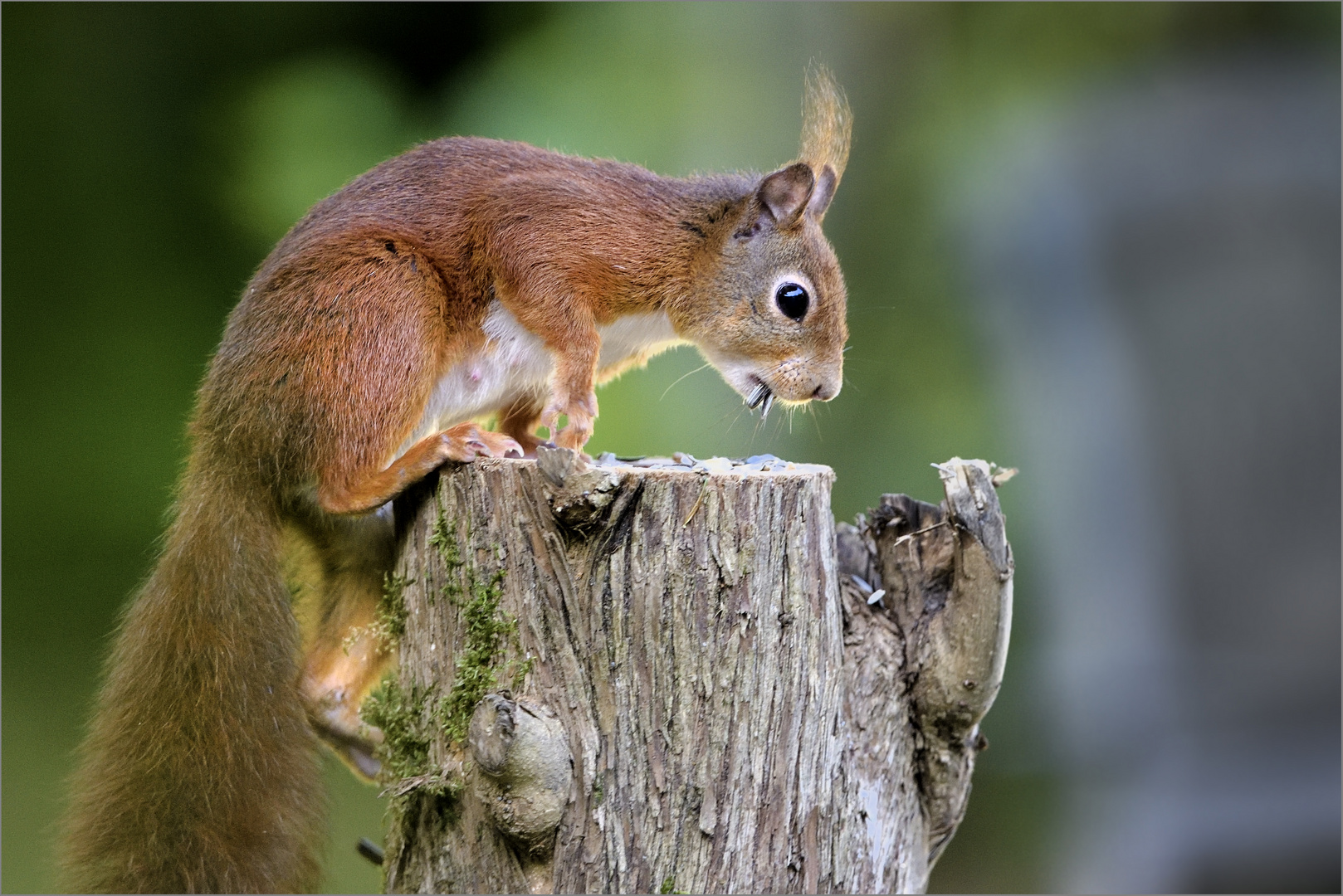 Besuch im Garten