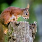 Besuch im Garten