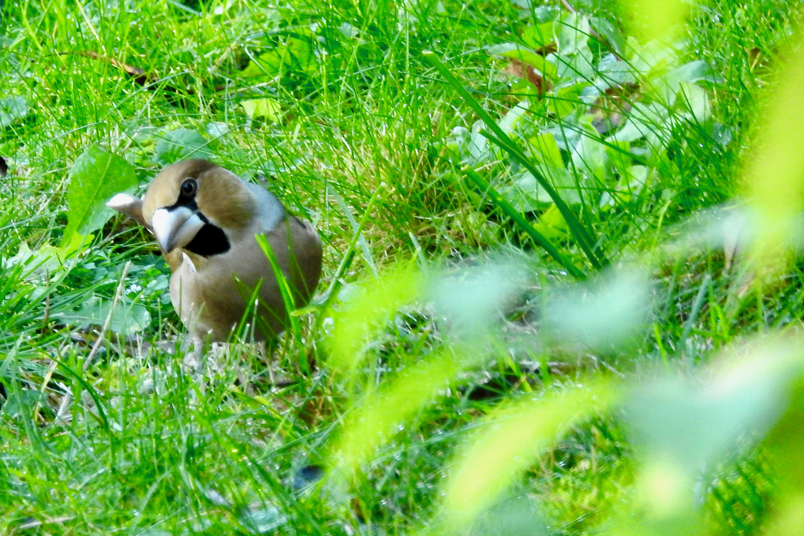 Besuch im Garten..