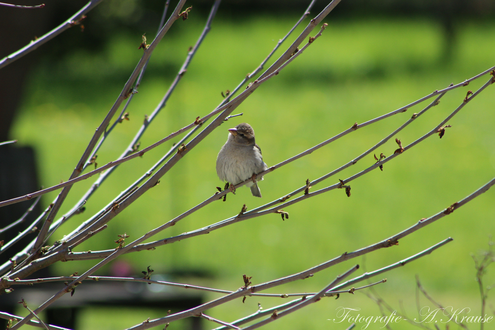 Besuch im Garten