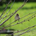 Besuch im Garten