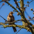 Besuch im Garten