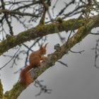 Besuch im Garten ...