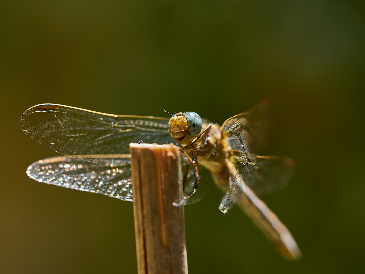 Besuch im Garten