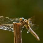 Besuch im Garten