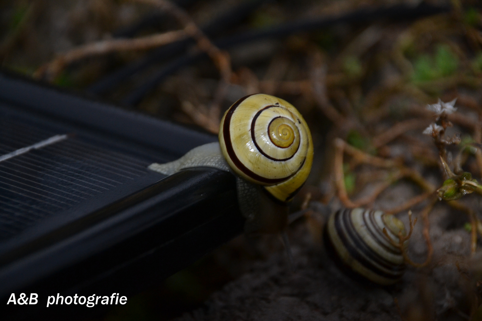 Besuch im Garten