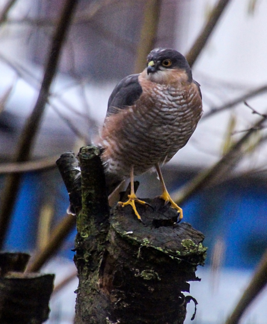 Besuch im Garten