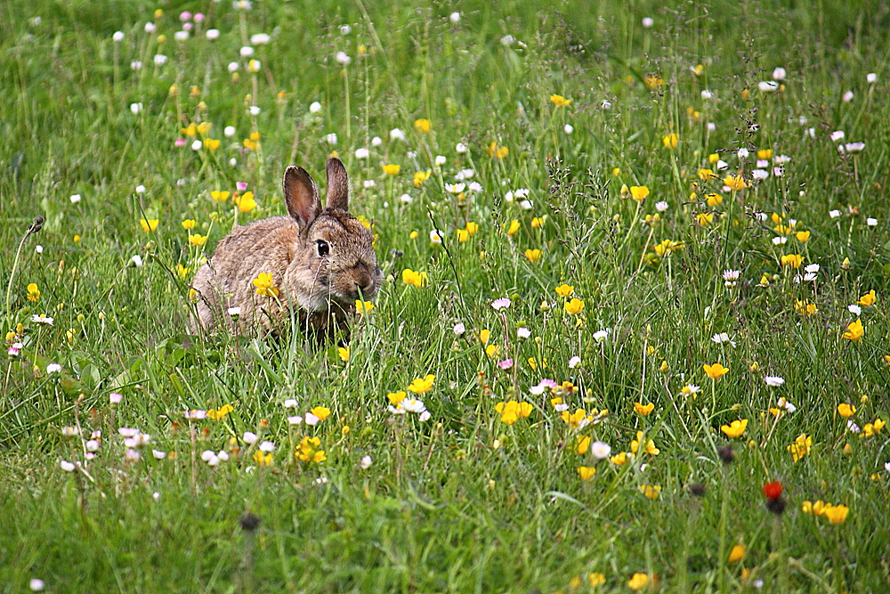 Besuch im Garten!