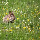 Besuch im Garten!