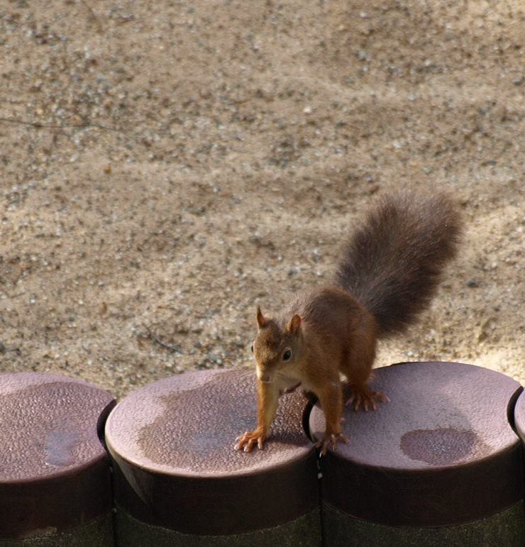 Besuch im Garten