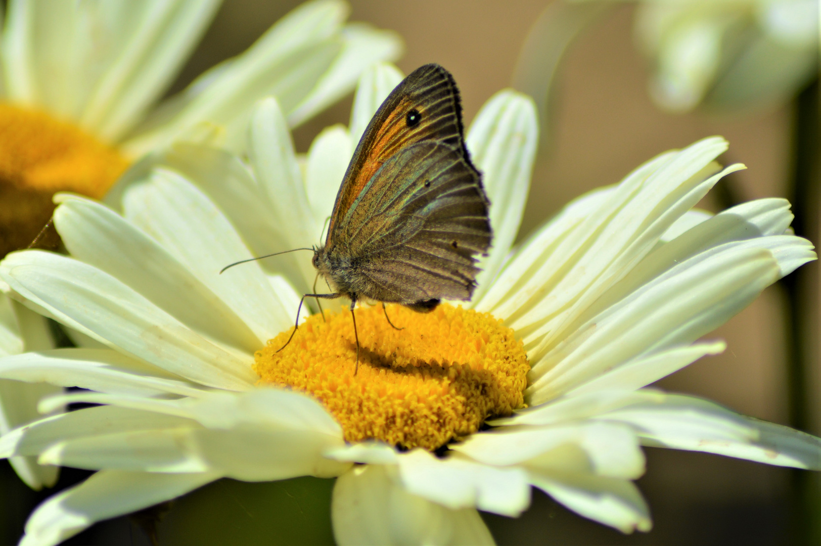 Besuch im Garten