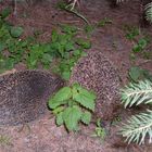 Besuch im Garten