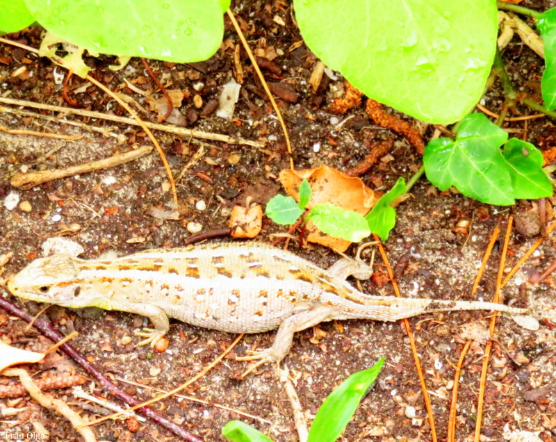 Besuch im Garten