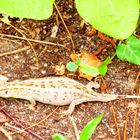 Besuch im Garten