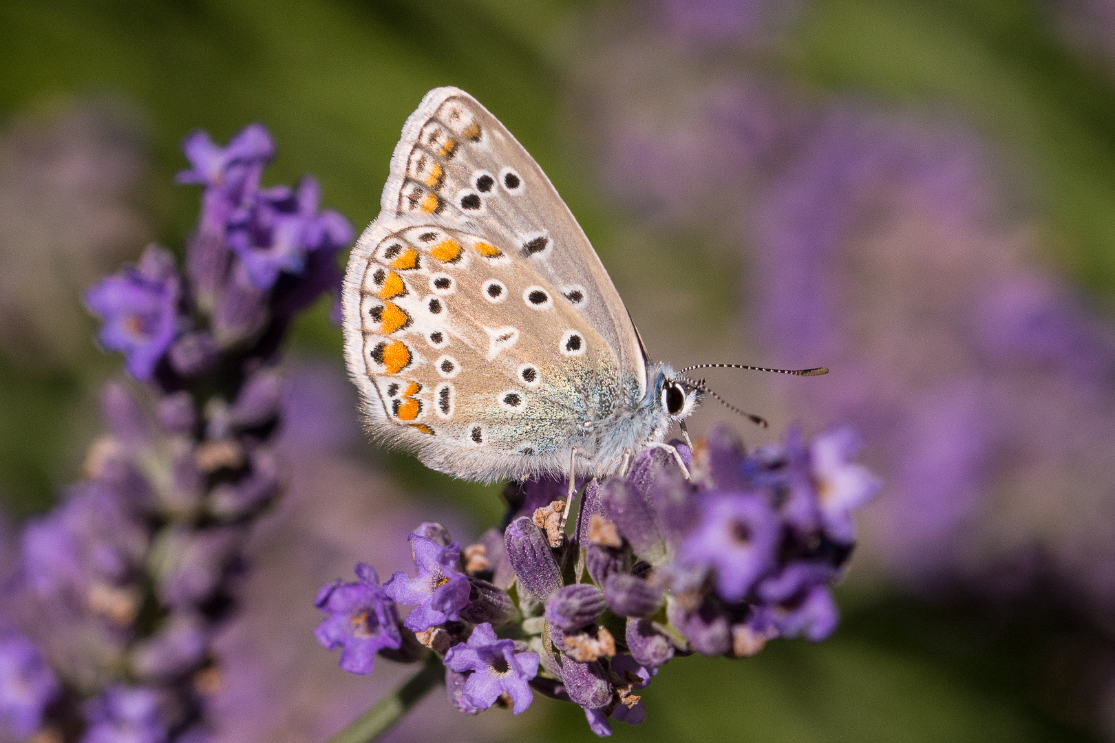 Besuch im Garten...