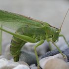 Besuch im Garten