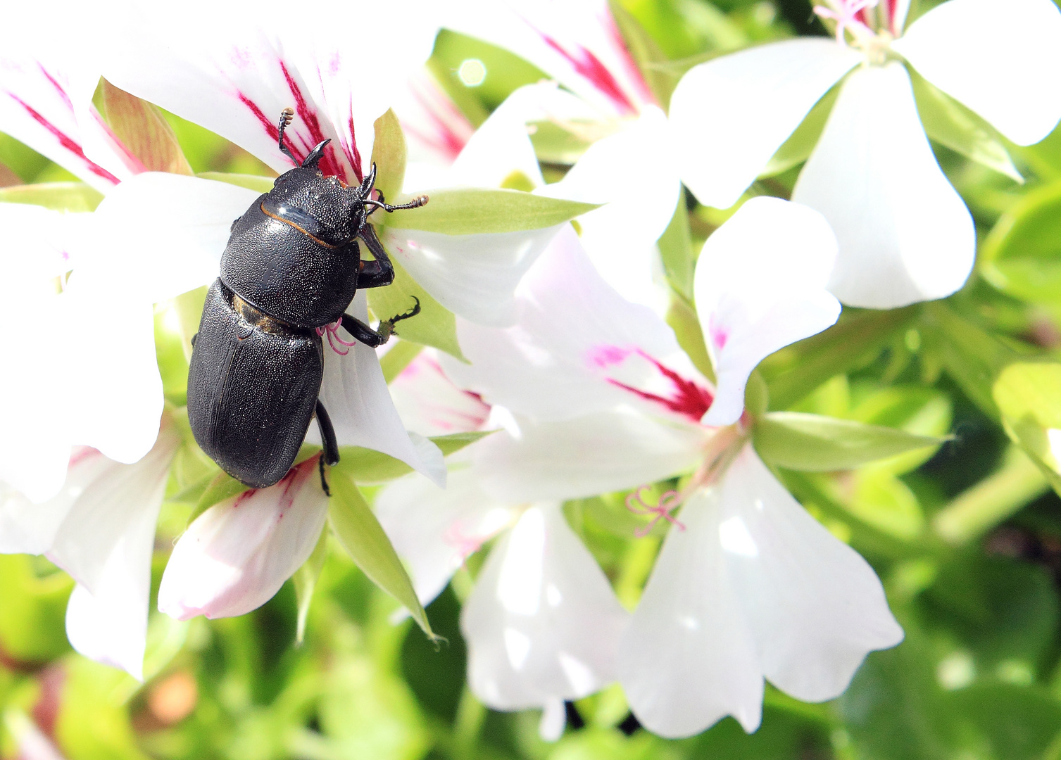 Besuch im Garten