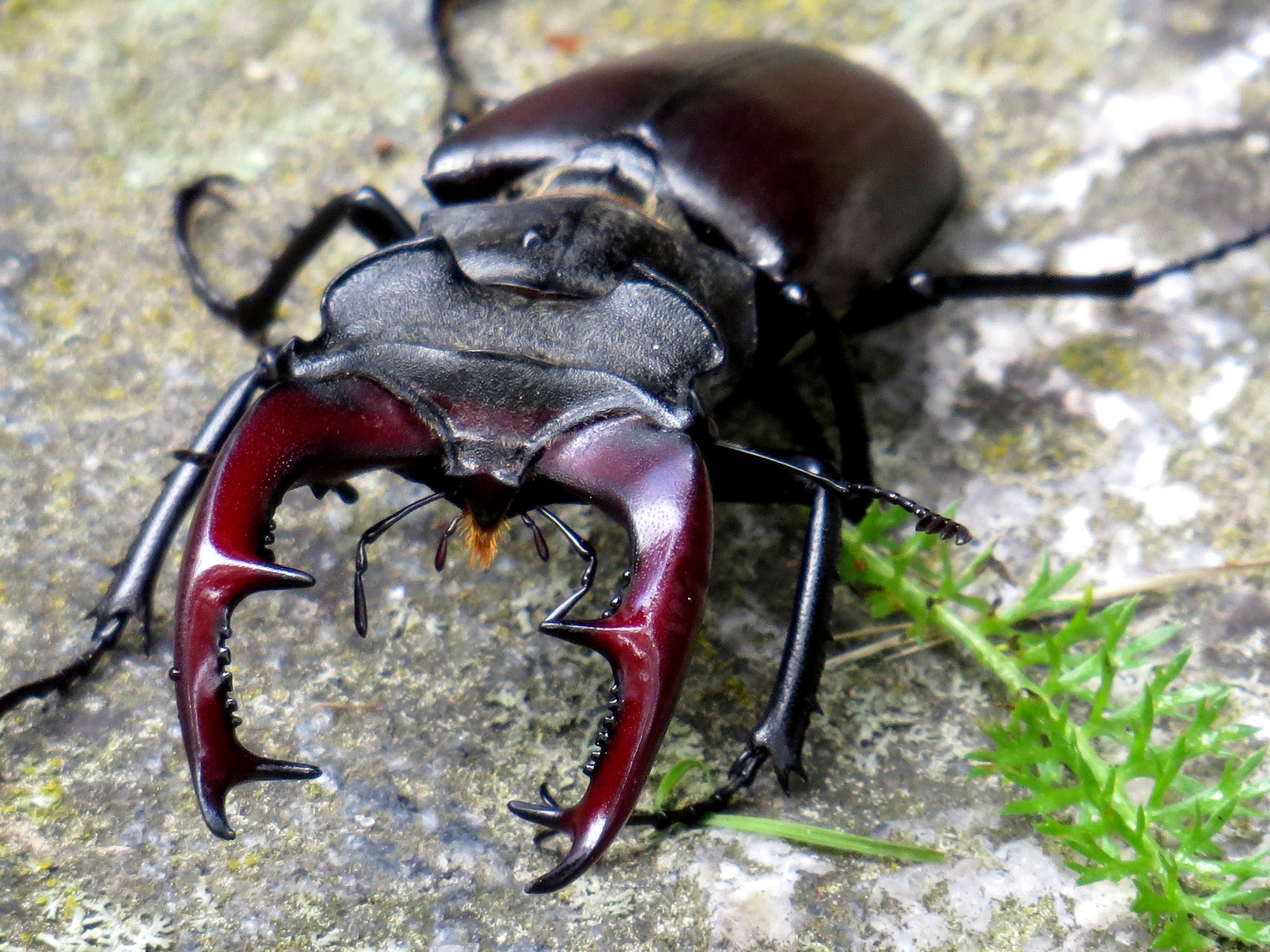 Besuch im Garten...............................