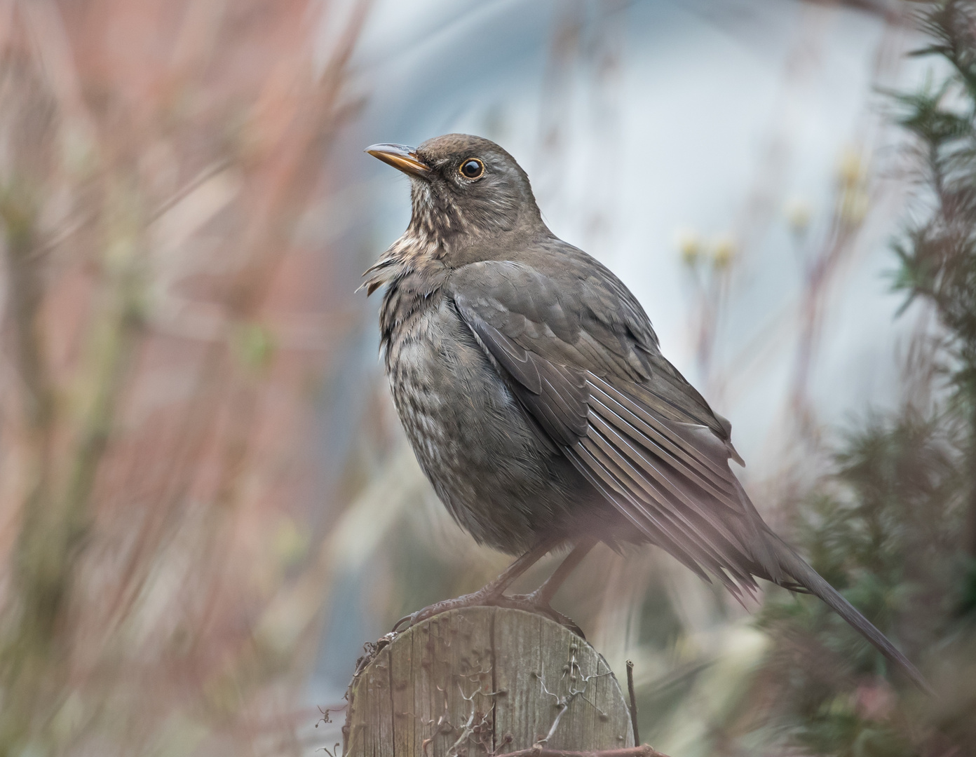 Besuch im Garten