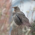 Besuch im Garten