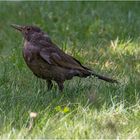 Besuch im Garten