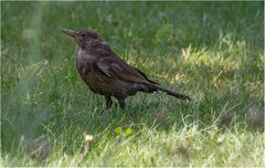 Besuch im Garten