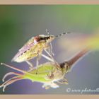 Besuch im Garten