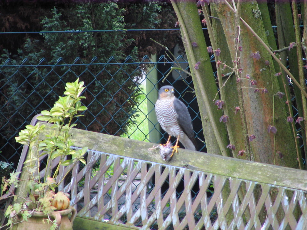 Besuch im Garten