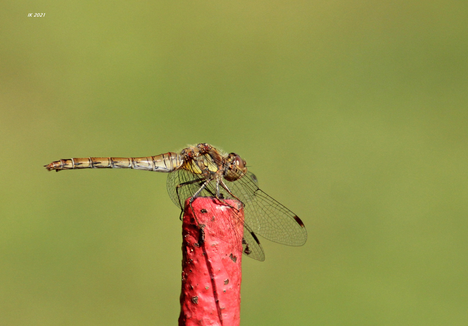 Besuch im Garten