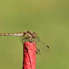 Besuch im Garten