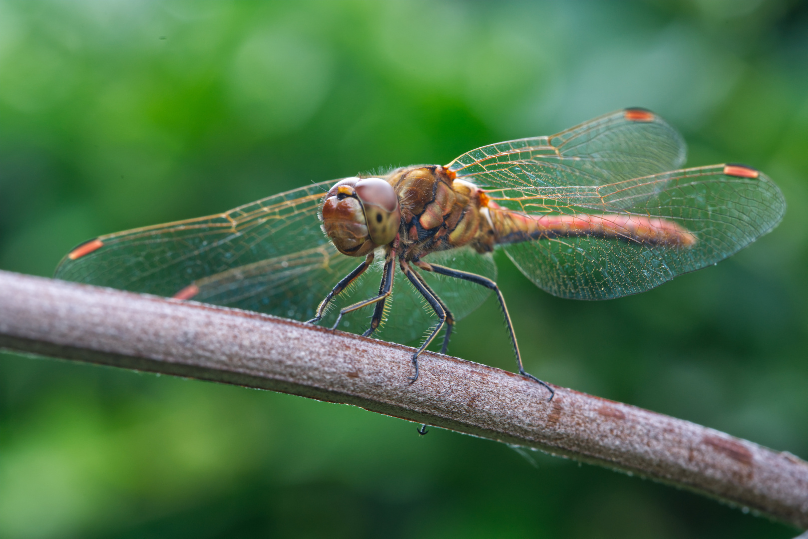 Besuch im Garten