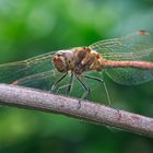 Besuch im Garten