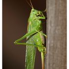 Besuch im Garten