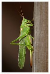 Besuch im Garten